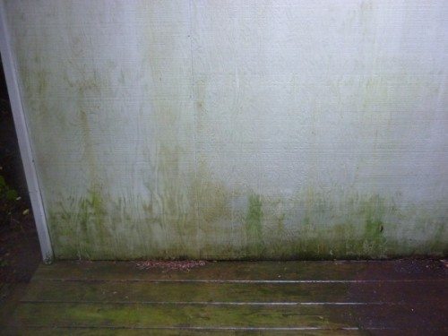 Mold: the Silent Assassin